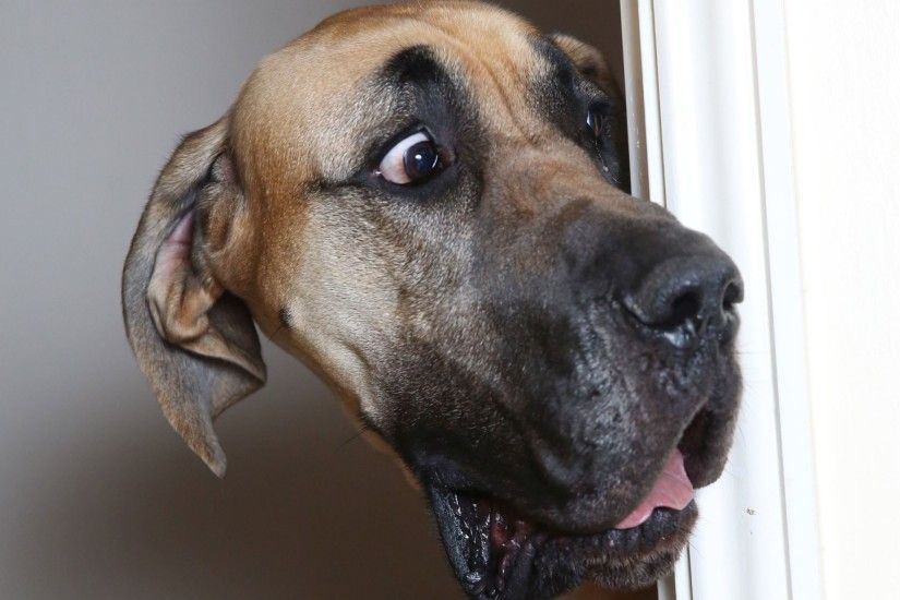 Images Great Dane Dogs Surprise emotion Funny Snout Head Animals