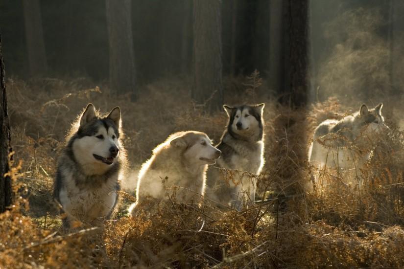 dogs, forest, siberian husky, husky, dog