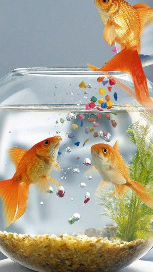 Goldfish Galaxy S5 Wallpaper