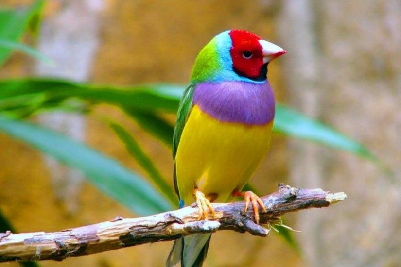 Bright Tropical Bird