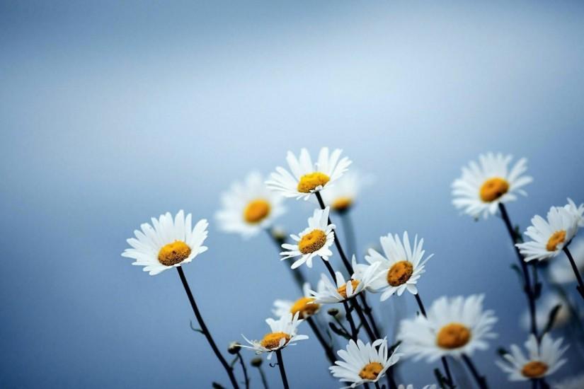 Pix For > Daisy Wallpaper Background