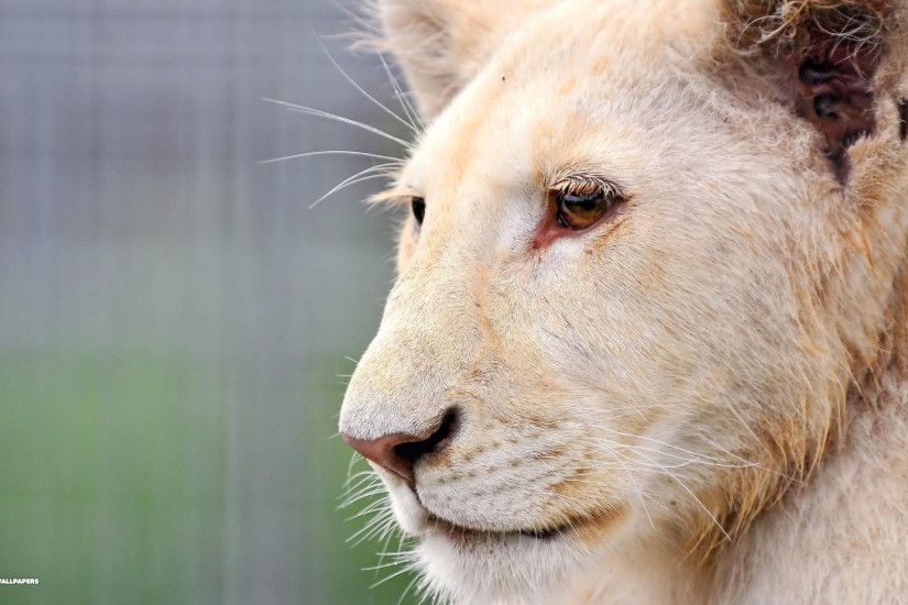 lion white lion face profile 1080x1920