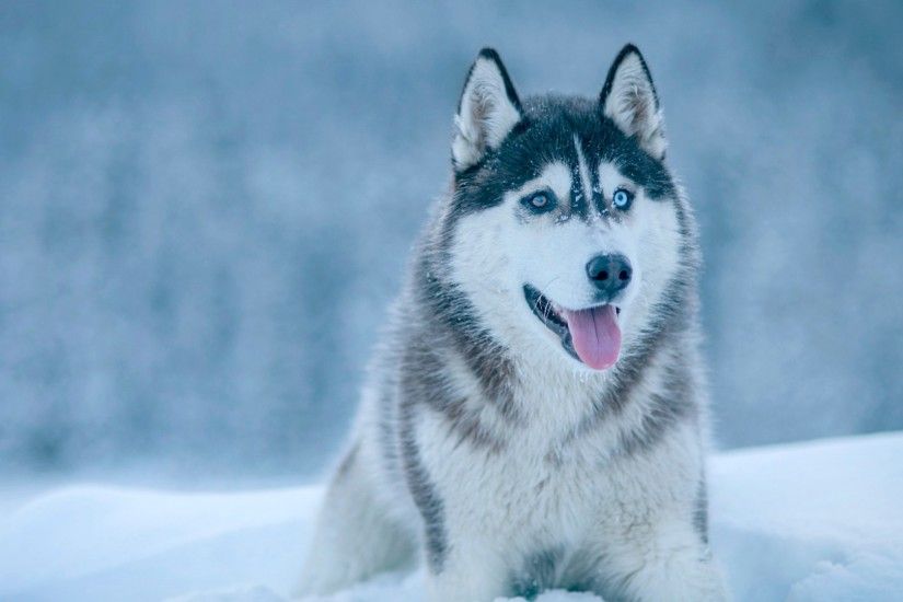 1920x1080 Wallpaper husky, dog, snow, muzzle