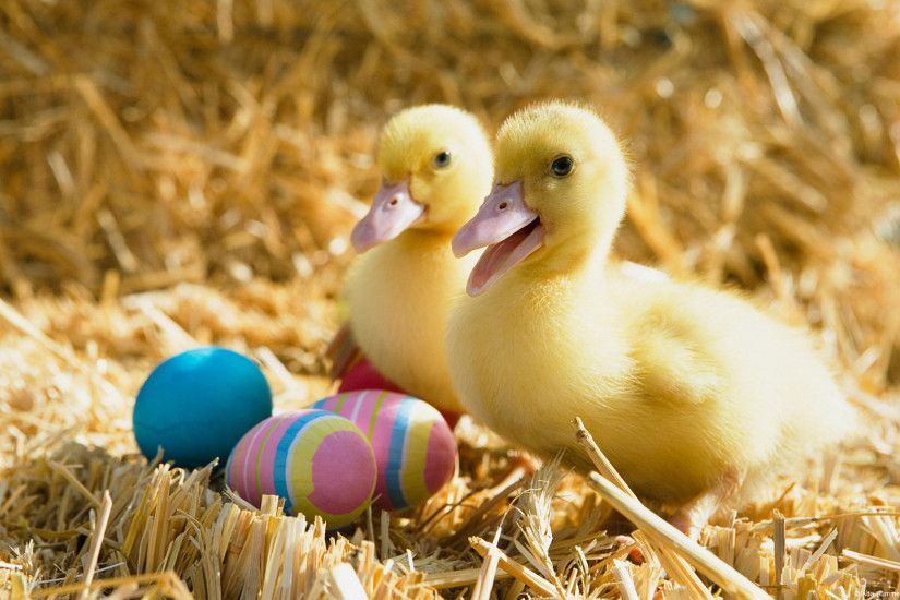 Ducklings and Easter Eggs wallpapers, Ducklings and Easter Eggs stock  photos,