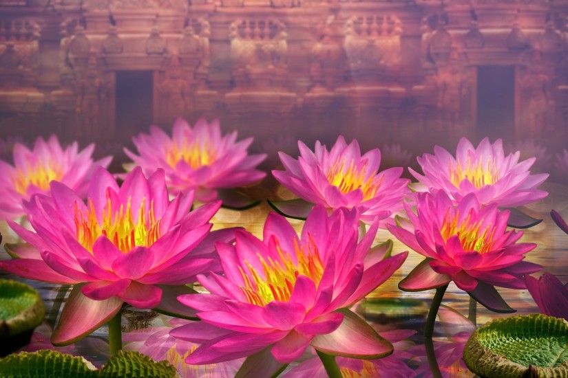 Lotus Flowers Wallpapers HD Pictures – One HD Wallpaper Pictures .