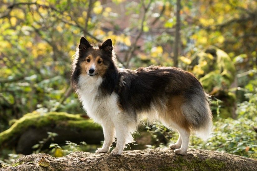 black brown and white long coat dog