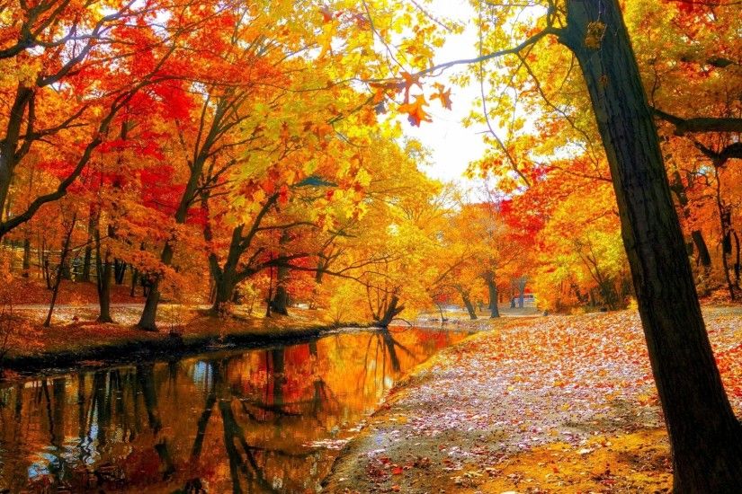 Autumn Tag - Nature Landscape Fall Leaves Tree Autumn Forest Leaf Wallpaper  Picture for HD 16