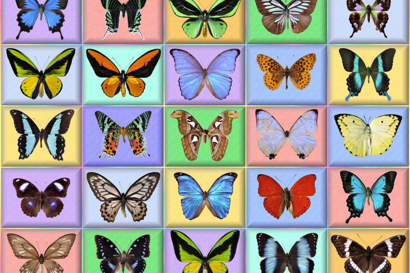 free wallpaper-35-butterfly-Full Screen