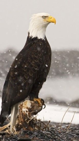 Top 25+ best Eagle wallpaper ideas on Pinterest | Eagles, American eagle  flights and Bald eagle