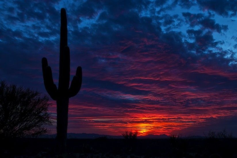 3840x2160 Wallpaper tucson, arizona, cactus, night, sky