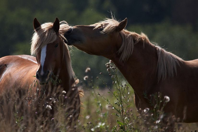 Top 19 Photos Of Arabian Horses