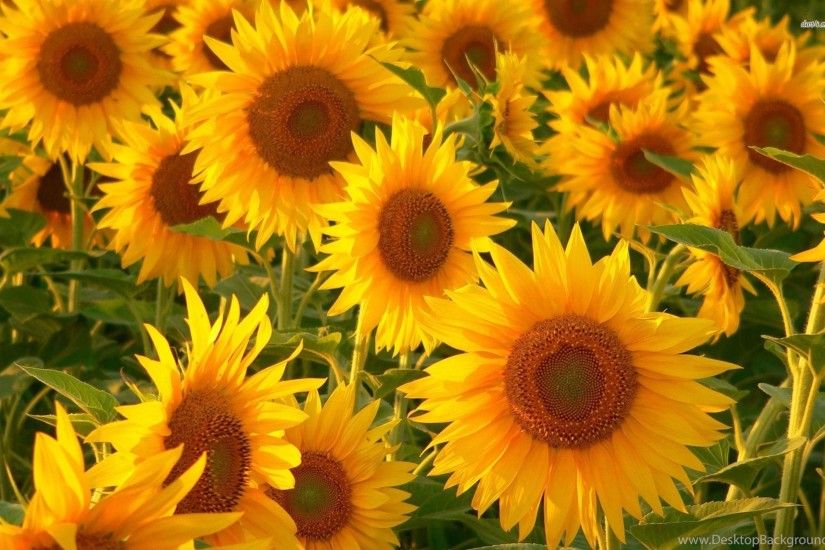 Wallpapers > Beautiful Flowers > Sunflower Hd Wallpapers @ Collect HD