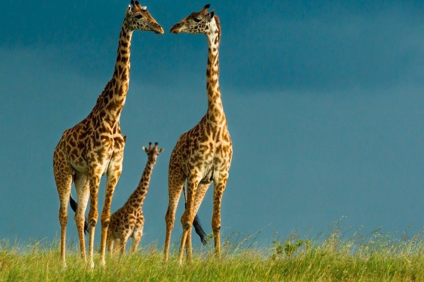 20 Beautiful Giraffe Wallpapers
