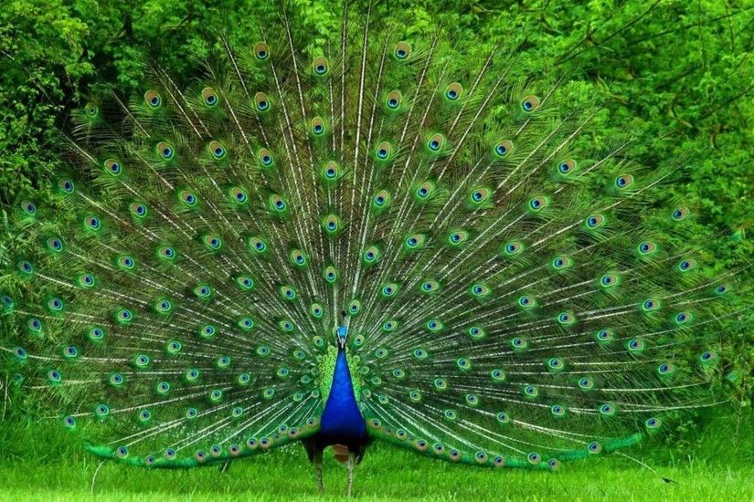 peacock desktop nexus wallpaper