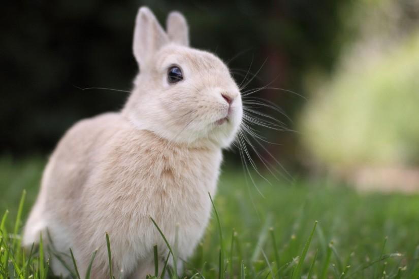 Cute Bunny Rabbit Wallpaper | Wallpaper Download