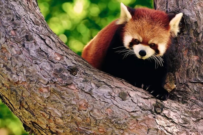 Animal - Red Panda Wallpaper