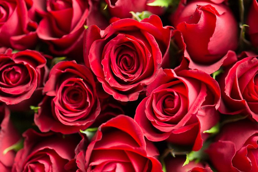 ... 4K Background with Pictures of Red Roses Flower