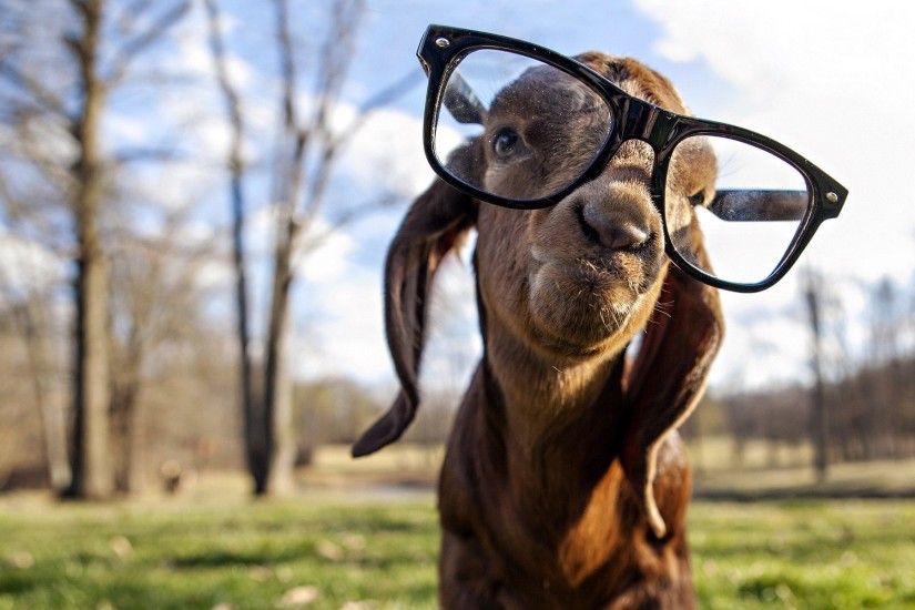 4596 Views 1014 Download Funny Gote Wear Sunglasses Photo