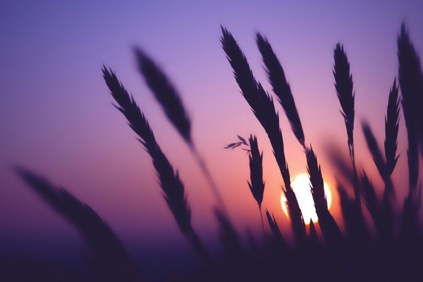 Purple Sky Wheat Sunset Time desktop wallpaper | WallpaperPixel