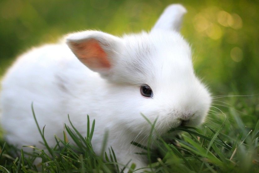 little white bunny