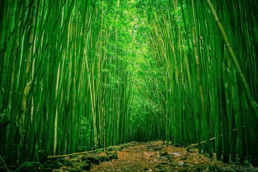 download free bamboo background 2560x1440 4k