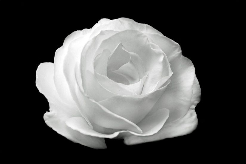 White Rose On The Black Background