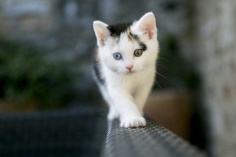 Cute Cat Desktop Images