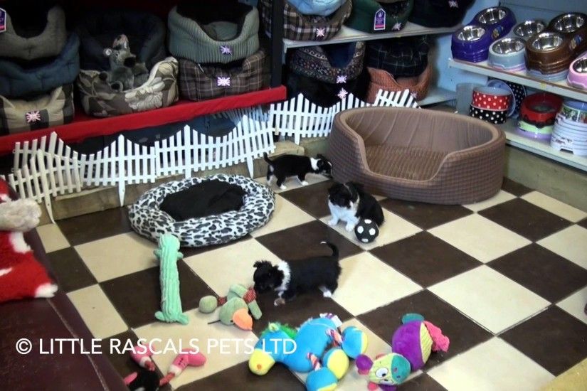 Little Rascals Uk breeders New litter of pure Chihuahuas - Puppies for Sale  UK - YouTube