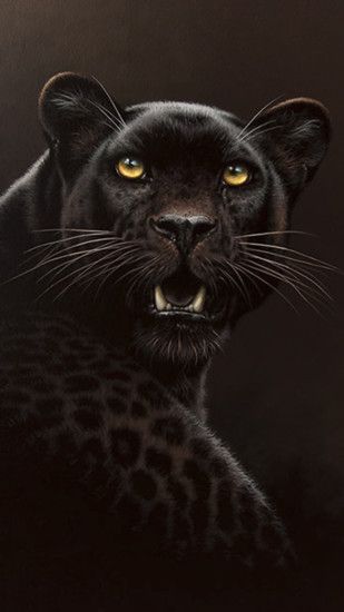 Brown And Black Leopard Northwest African Cheetah Hd Wallpaper