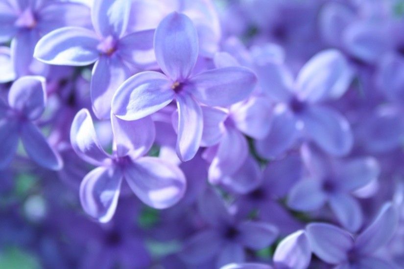 Purple Flowers 7303