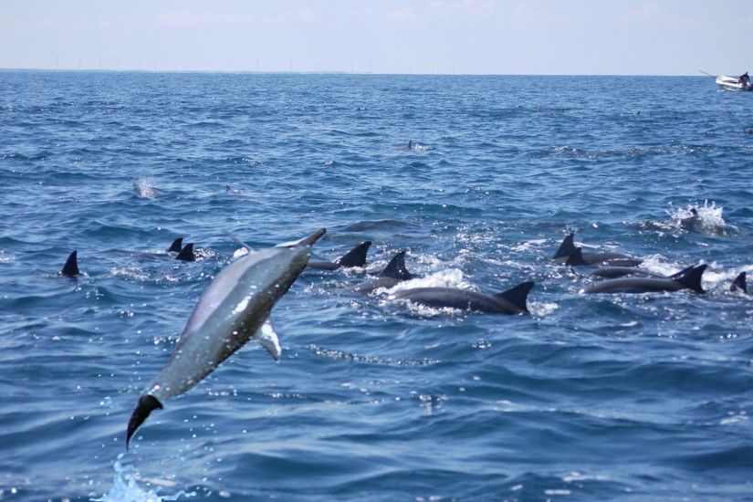 Dolphin Tag - Spinner Dolphins Kalpitiya Sri Lanka Active Dolphin Wallpaper  Ocean 4k for HD 16