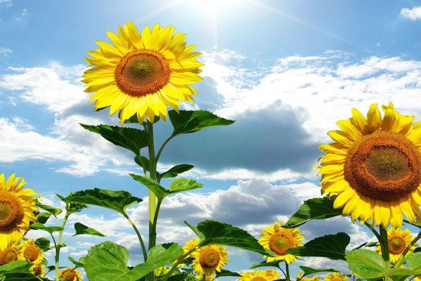 sunflower wallpaper free desktop wallpapers