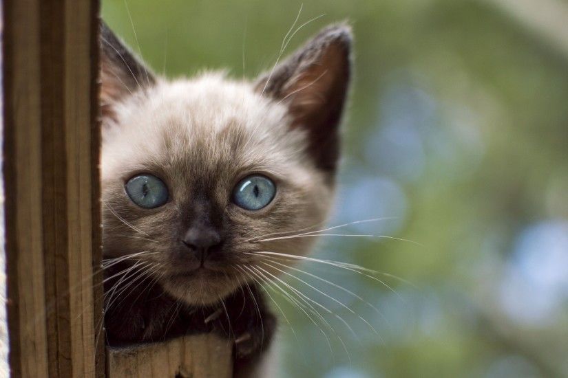 cat, Animals, Siamese Cats, Blue Eyes, Kittens Wallpapers HD / Desktop and  Mobile Backgrounds