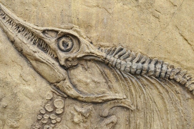 nature, Animals, Skull, Bones, Prehistoric, Birds, Dinosaurs, Spine, Stone,  Fangs, Fossil Wallpapers HD / Desktop and Mobile Backgrounds
