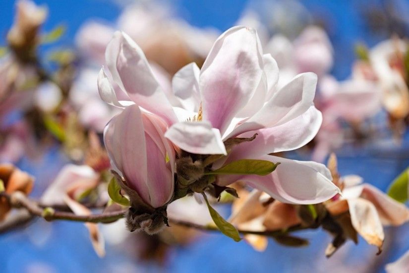 Earth - Magnolia Flower White Flower Close-Up Blossom Spring Wallpaper