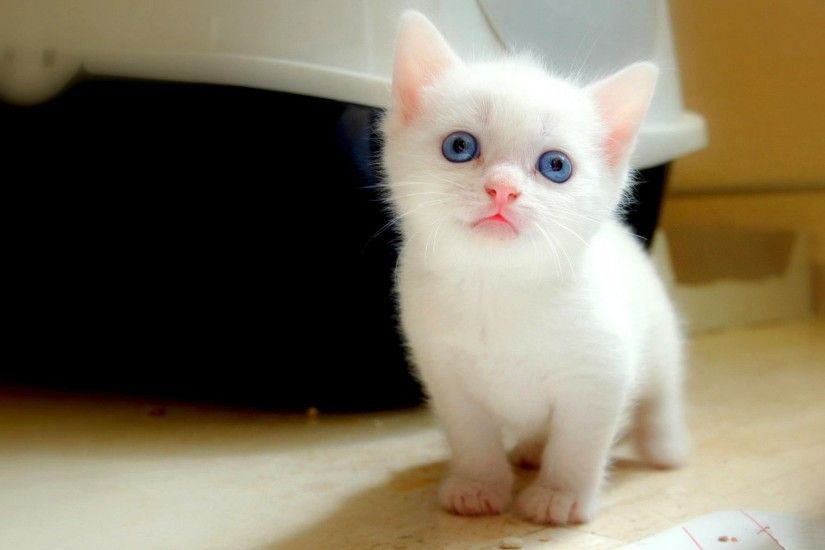 Beautiful cute white cats wallpapers hd picture