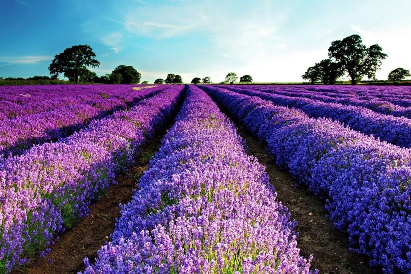 HD Lavender Flower Backgrounds PixelsTalkNet 1920x1200