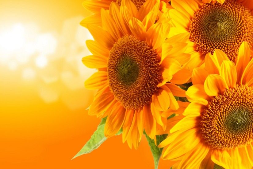 Sunflower Wallpapers | Best Wallpapers ...