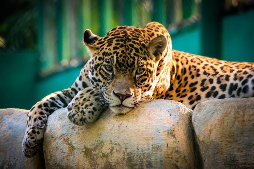 Jaguar Mexico