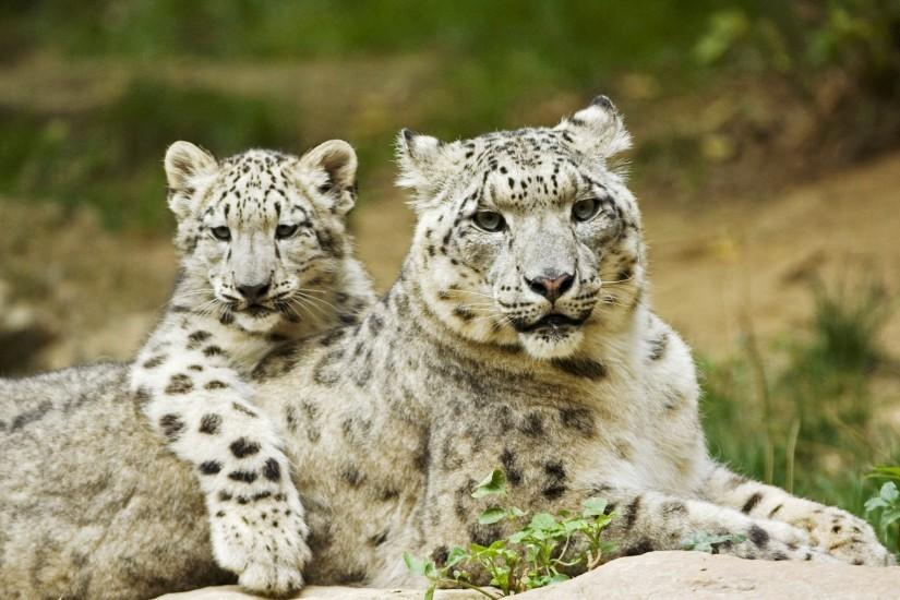 free scenery wallpaper – Includes Snow Leopard Mother and Cub .
