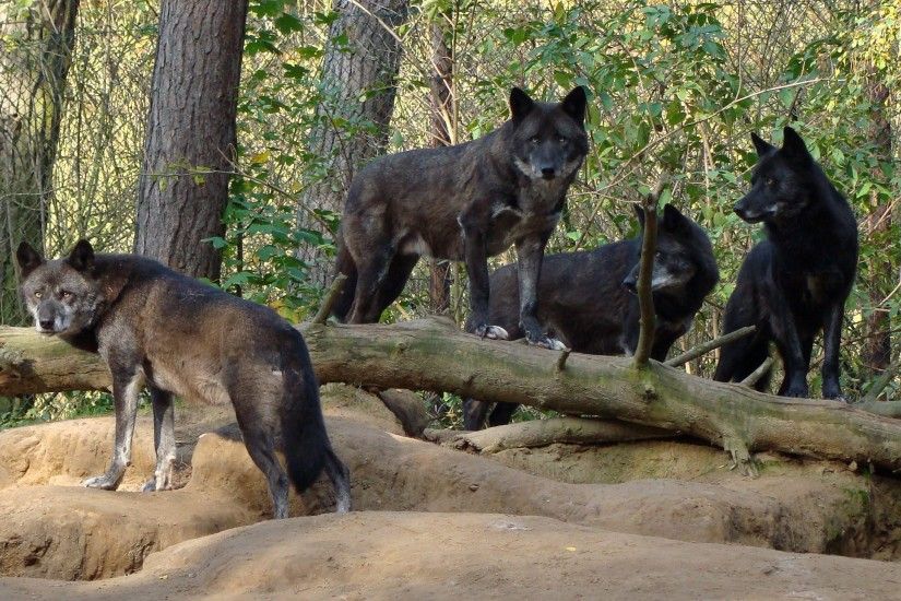 nice pack of black wolves in the forest wallpaper