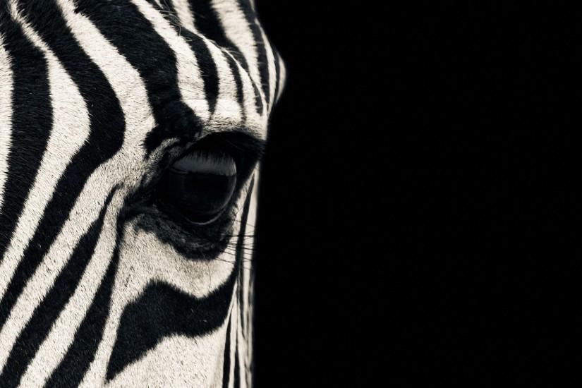 Zebra wallpaper backgrounds download.