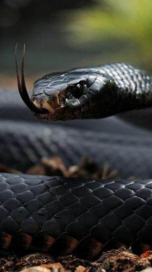 Preview wallpaper snake, tongue, scales, venomous 1080x1920