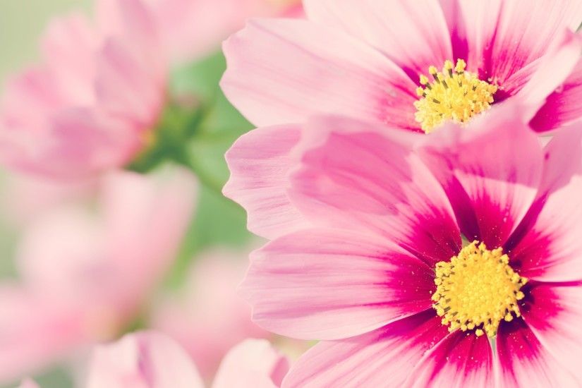 Pink Flower Wallpaper Picture
