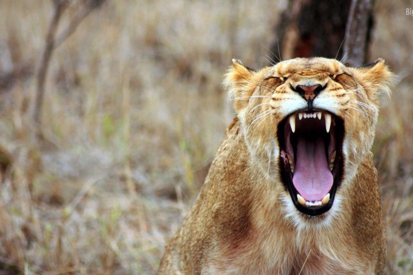 angry-lion-backgrounds-hd-1920-x-1080-kB-