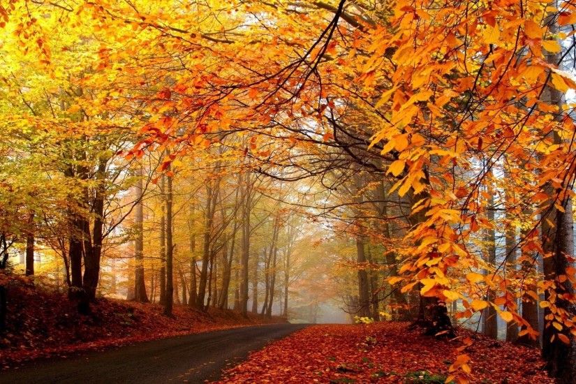 Wallpapers For > Fall Trees Background Â· New England ...