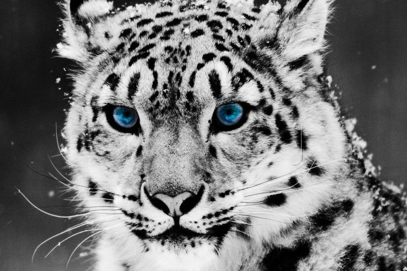 Cool Tiger Desktop Â· White Snow Leopards Wallpaper