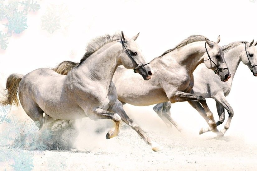 Horses High Definition Wallpapers.