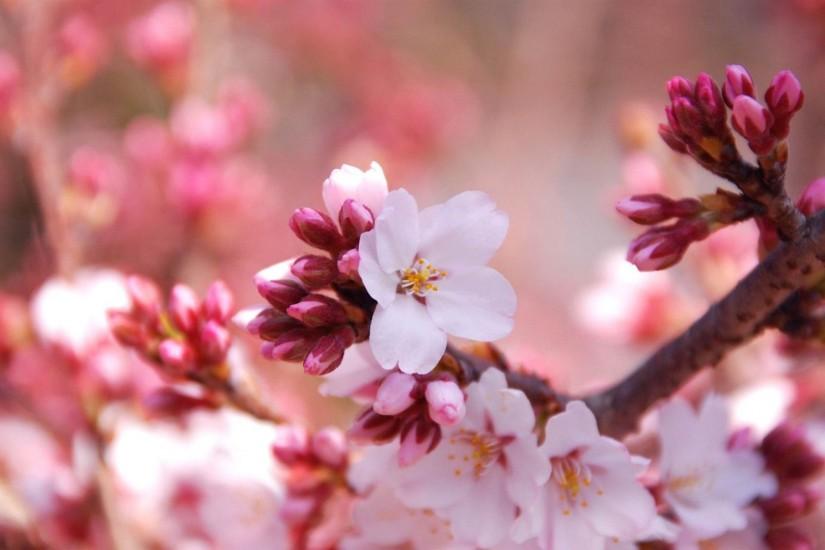 amazing cherry blossom wallpaper 1920x1080 tablet