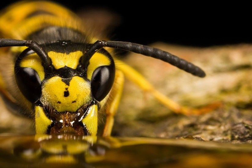 ... 40 Wasp HD Wallpapers | Backgrounds - Wallpaper Abyss ...